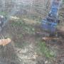 bomen