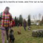 apprentissage de la marche en laisse Club d'Education Canine d'Esneux