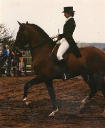 Wonderland Horses BVBA