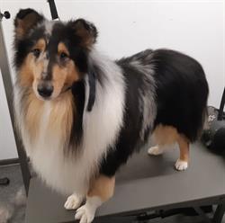 Hondentrimsalon Talitha