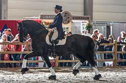 Dressuurstal Jenny Veenstra, Equitation