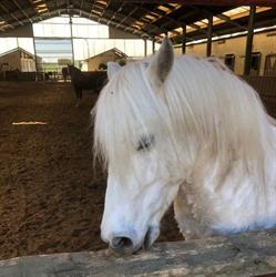 Haras Des Chartreux