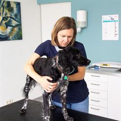 Dierenartsenpraktijk Beestig