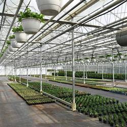 Den Donk Bloemen-en Planten