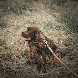 Doggy's Style