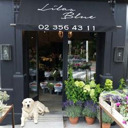 Lilas Blue