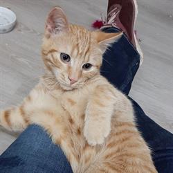 kattenhotel en trimsalon kamous