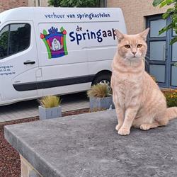 De Springaap