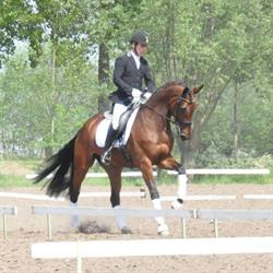 Jan Michiels Sport Horses