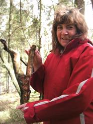Chakanaherb
