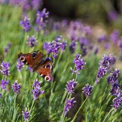 Limburg Lavendel