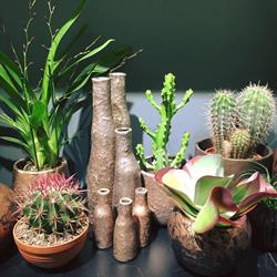 Natural Flowers & Decoration