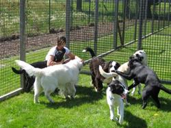 AMyra Dogs