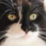 Felix & Minou Kattenpension