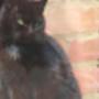 Felix & Minou Kattenpension