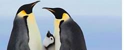 Pinguin Isolatie BVBA