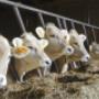 Veevoeder Rund De Brabandere Wingene