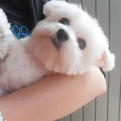 Topaze Espace Canin