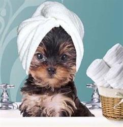 Dog de toi Toilettage