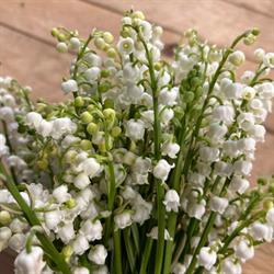 Maison Berthaut - Fleurs & Plantes