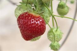 De Frezeboer - Groenten en Fruit