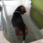 Chien_Dog's life