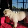 Chien_Dog's life