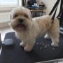 Bobby's Trimsalon