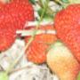 Fraises_Ferme Carette