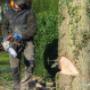 élagage de la société de parcs et jardins bernard larue