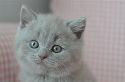 Cattery Klein Veerle