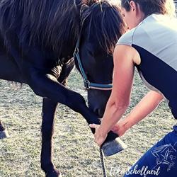 Elke Schollaert, Paarden- en hondenosteopaat EDO