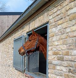 Dierenarts Annemarie Warendorff