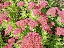 Gastenkamers Sedum Bed & Breakfast