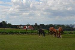 Stal Het Essenhof