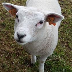 Kinderboerderij 't Hof