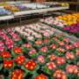 Intratuin Maldegem planten afdeling