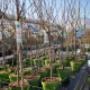 Intratuin Maldegem Buitenafdeling