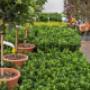 Intratuin Maldegem Planten en Bomen