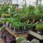 Intratuin Maldegem Planten