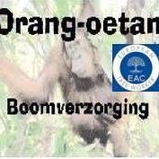 Orang-oetan boomverzorging