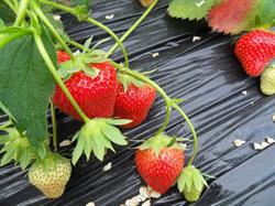 Ferme Fransen - Fraises Odeur - Crisnée