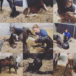 Dierenarts De Wolf Nathalie BVBA
