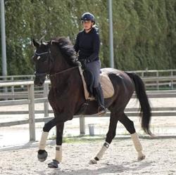 J&T Stables