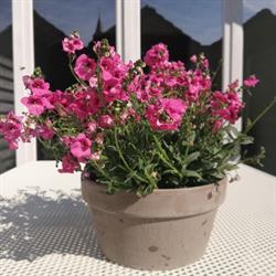 Abelia