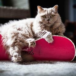 Cattery Zaziske