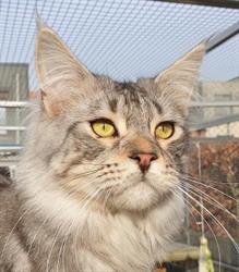 Cattery My Joy of Life