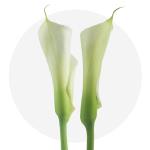 Arum Lingerie