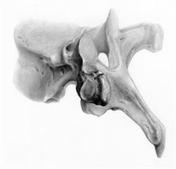 Chiropraxie Aranka Pollentier