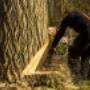 JS Bomen